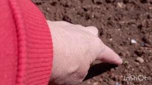 ЧТО В ОГОРОДЕ//ПЕРЕКОПАЛА КЛУМБУ