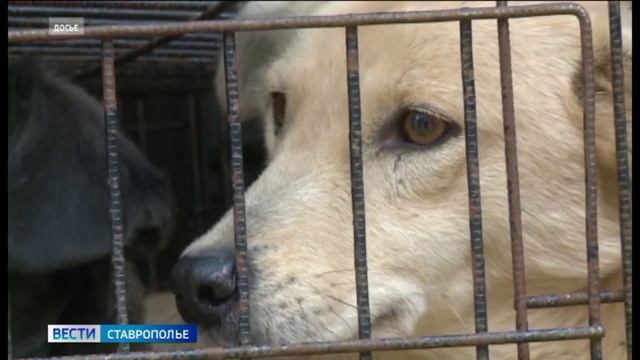 На Ставрополье проблему бродячих собак решают системно
