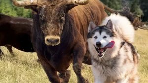 СМЕШНЫЕ ВИДЕО С КОТАМИ!|ВИДЕО С ЮТУБ ШОРТС| 2 часть!!