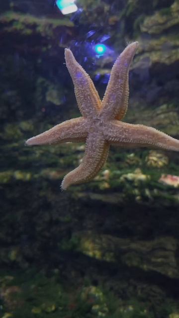 Океанариум в Санкт-Петербурге, часть 3 #элягеннадьевна #путешествиесдетьми