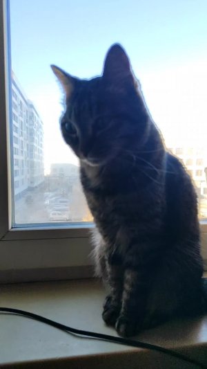 #котик