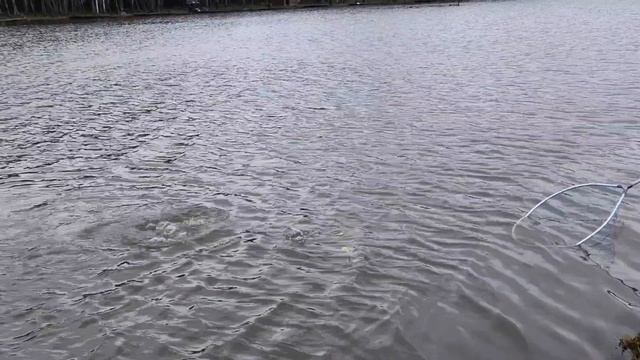 поимка форели