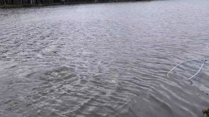 поимка форели