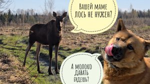 Лось Степан быкует на меня с утра пораньше. Яблоки ему не нужны! Пёс Кубик купил себе новую рыбу