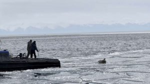 Беременную косулю спасли на Байкале