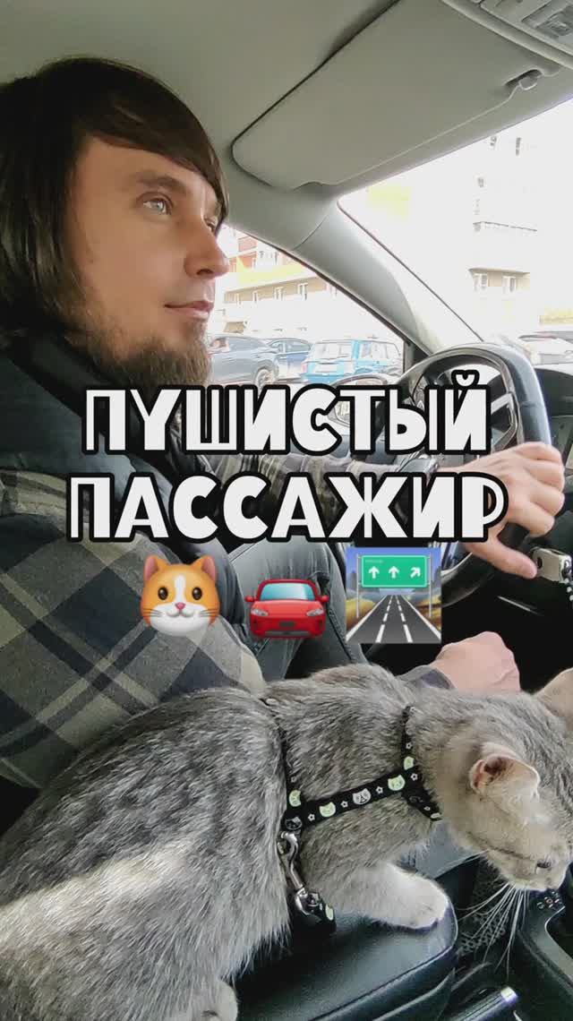 Сергей и Алиса | История двух сердец | Мисти | Пушистый пассажир