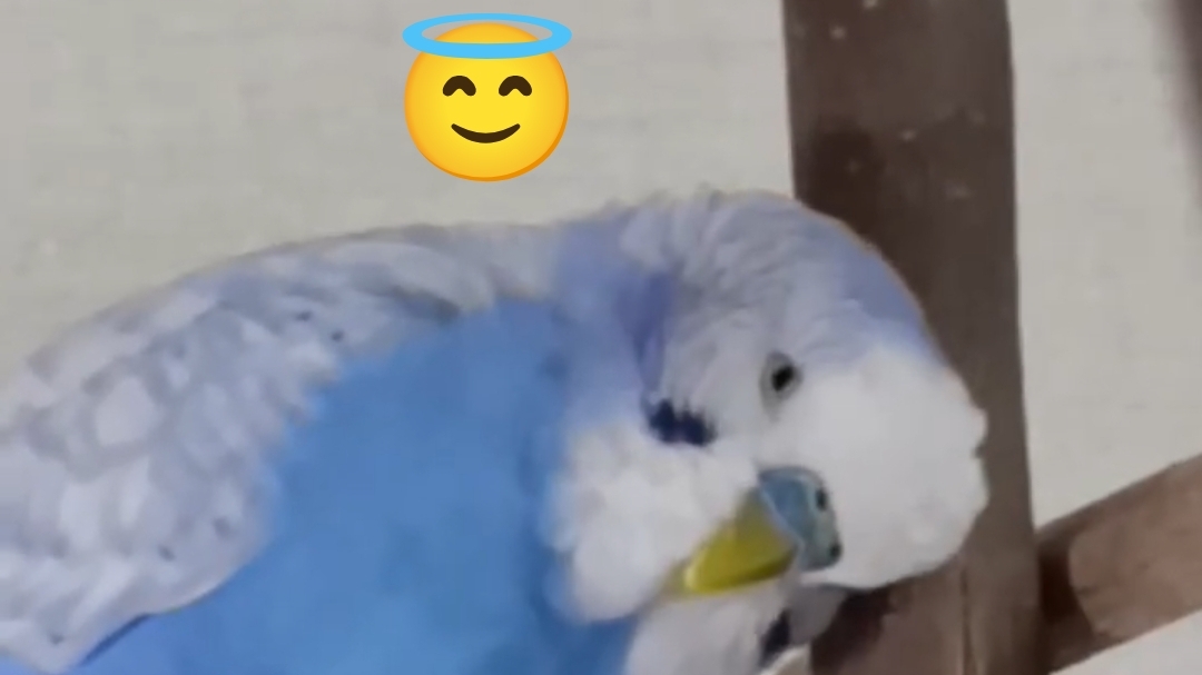 Балдежник 😎 #ангелочеккеша #shorts #попугай