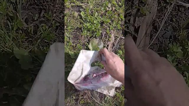 опять убираю территорию ездили на кладбище