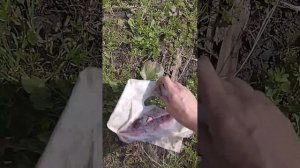 опять убираю территорию, ездили на кладбище