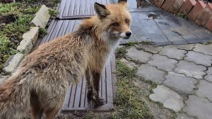 (1259) Лиса приходит в гости. Апрель 2026