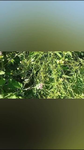 Отменный денёк! Вдруг -ДОТ!...