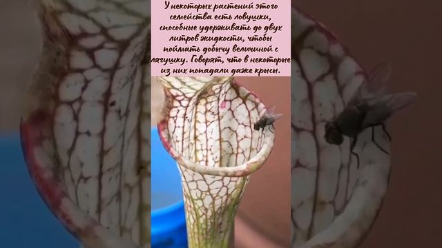 VID_20260423_202852_834.mp4