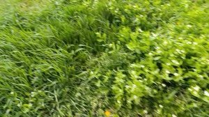 Травушка-муравушка моя