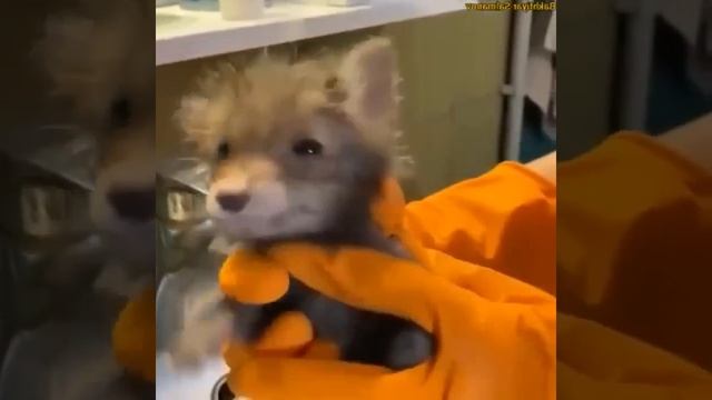 Видео от Департамент Вирусного Контента | ДВК