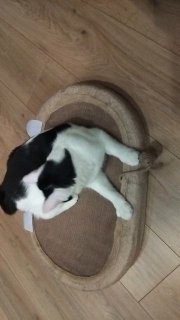 Новая лежанка-когтеточка