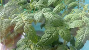 Хлороз на томатах.