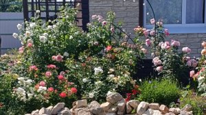 Жизнь Роз на даче