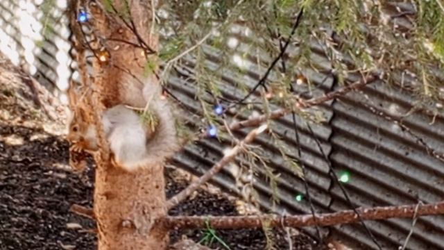 красивая белка  Белая полоска