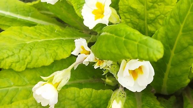 Зацвели мои примулы.  23.04.26 г.