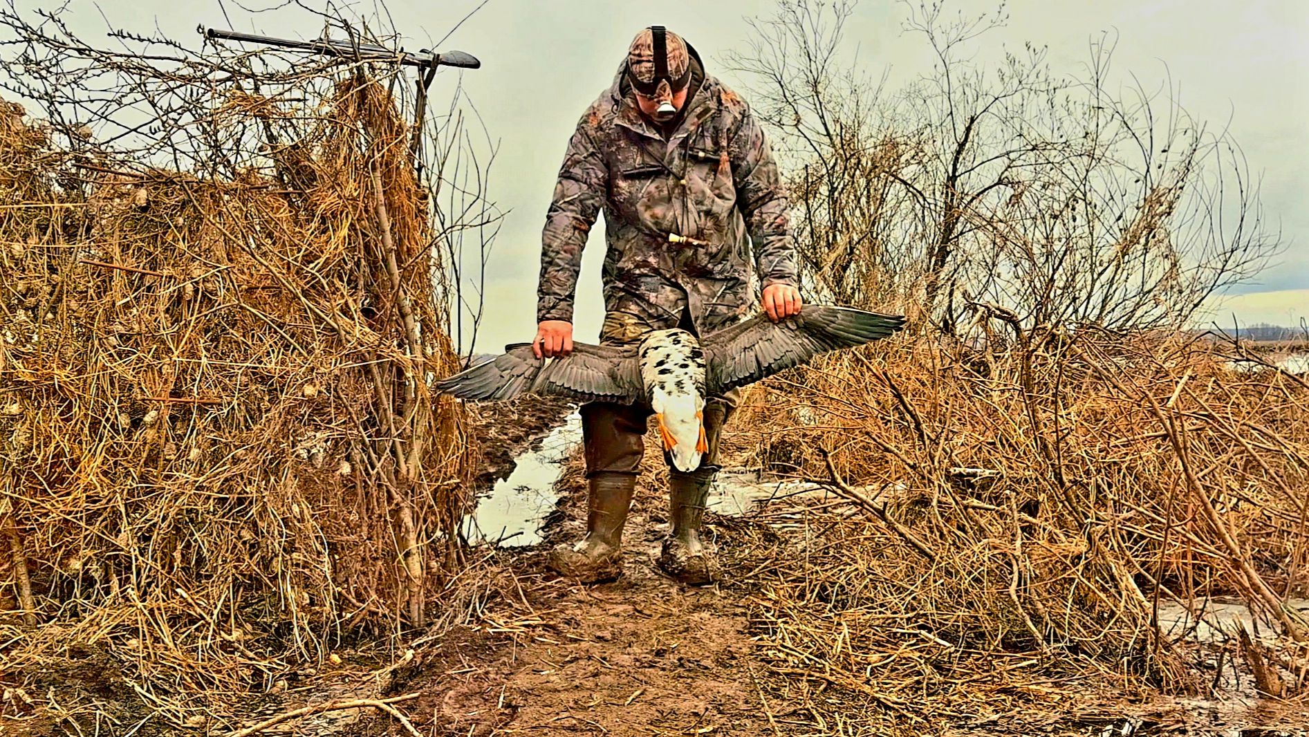 Огромный трофей попался.Весенняя охота на гуся.