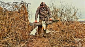 Огромный трофей попался.Весенняя охота на гуся.