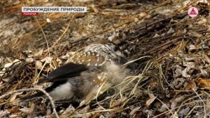 Без комментариев: Пробуждение природы