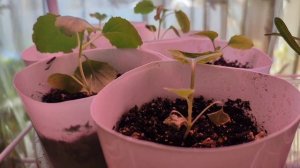 День вчерашний и сегодняшний. 
Обзор моих  растишек . 
Прогулка по участку и теплице.