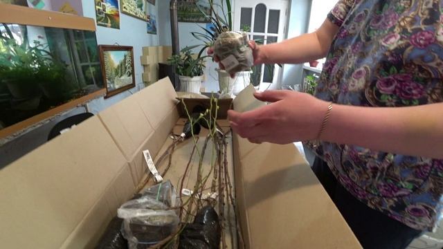 Обзор посылки с голубикой от Русского огорода