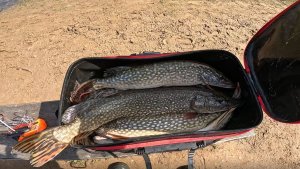 ЩУКА СОШЛА С УМА. Апрель 2026 в РК Раскаты