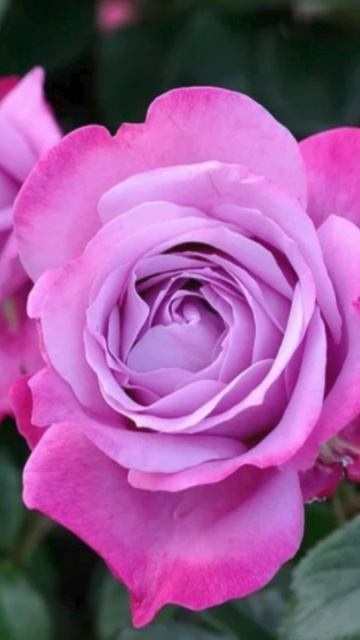 Эта роза заменит ваши духи! #shorts #цветы