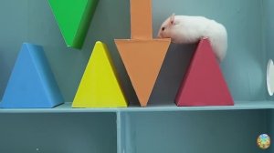 Хомячок убегает от крокодила и кальмара в мраморном лабиринте! часть 2