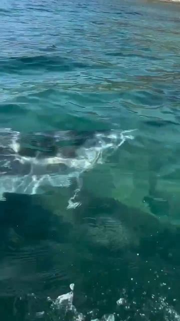 Доброе утро с,  море и дельфин