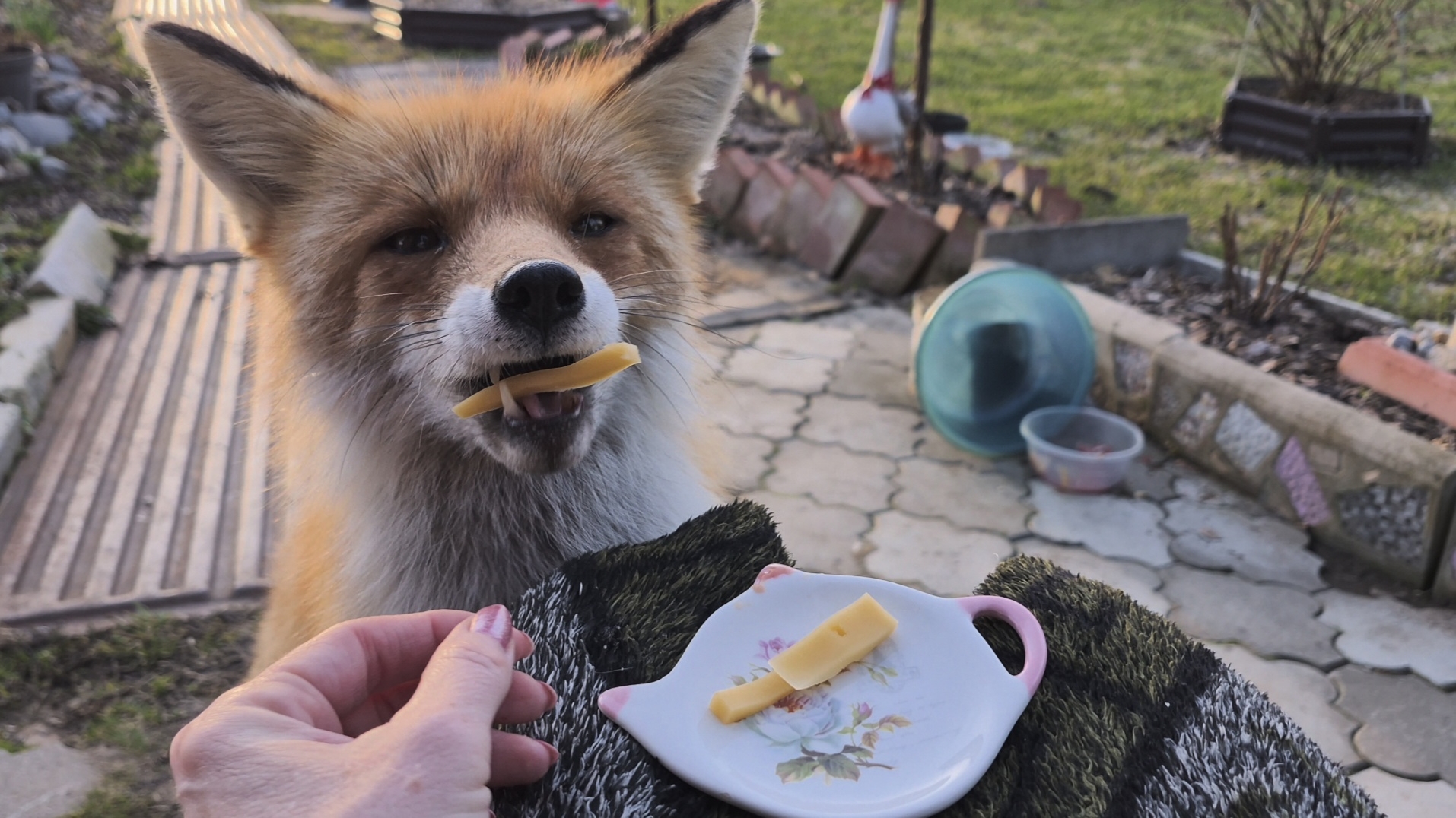 (1258) Лиса приходит в гости. Апрель 2026