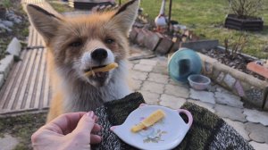 (1258) Лиса приходит в гости. Апрель 2026