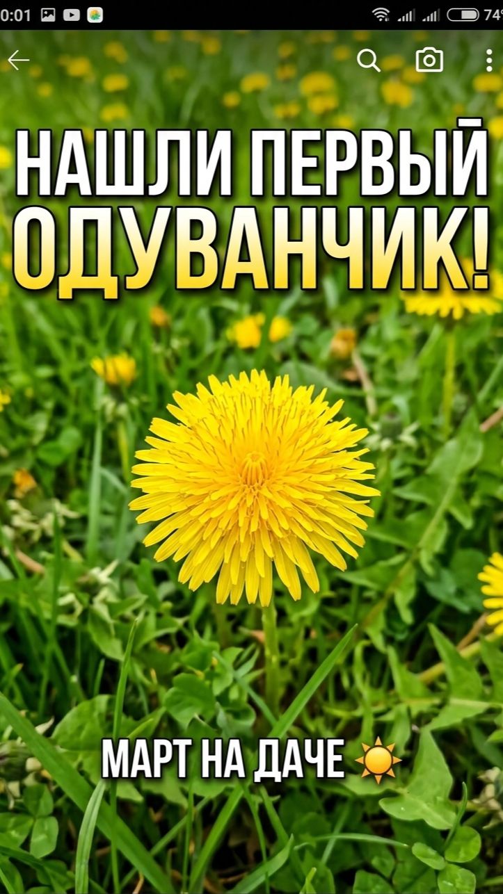 Маленькое солнце в траве 💛