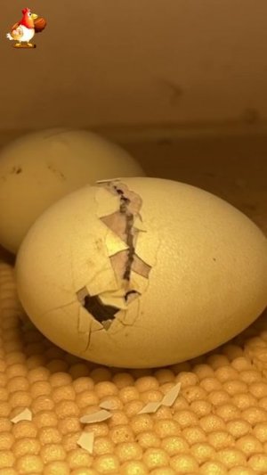 Рождение цыпленка за 1 минуту в инкубаторе вар.18