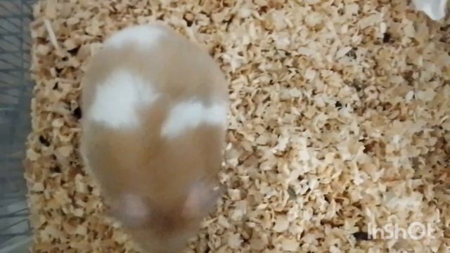 Сонечка красавица.