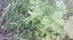 Удаление сорняка - чистотела