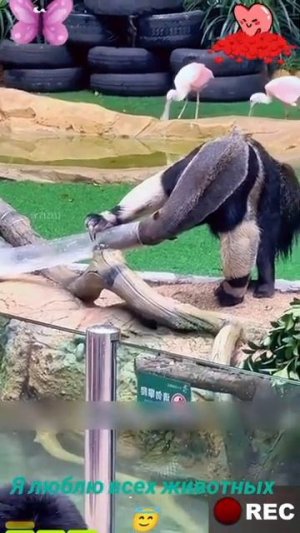 Животные-приколы и не только😉😅