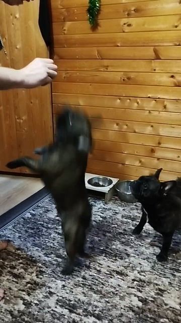 Что умеют наши кабачки