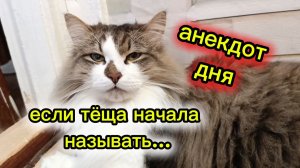 АНЕКДОТ ДНЯ. Кошки с озвучкой.