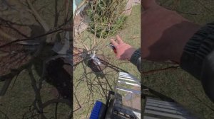 обрезка декоративной яблони форма шар

Химки Подмосковье

Друг, смотри внимательно, все видеоматериа