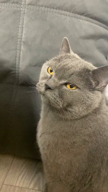 Опрос у моего кота!