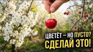 Почему вишня цветет, но не плодоносит Сделай это для взрывного урожая