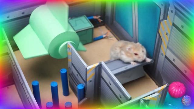 Приключение в лабиринте с хомяками! найдем спрятанное сокровище! часть 1