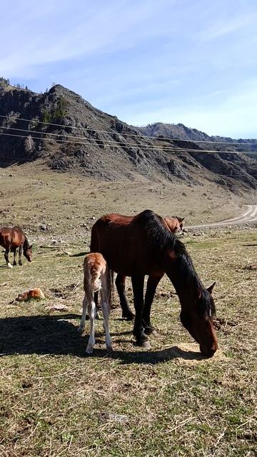 подкормка коней.