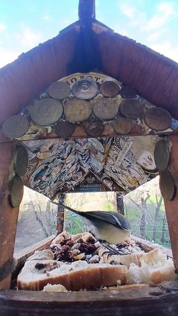 1000016174.mp4Кормушка.23.04.2026г.