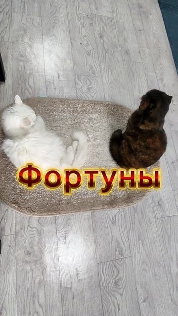 Удачи и Фортуны вам, друзья 💯👌#новинка#интересное#пожелания#эзотерика# смотреть онлайн