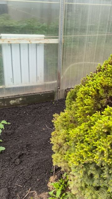 георгины в грунте второй день 23 апреля #теплица #дача #садоводничество #огород #уходзатеплицей