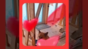 1000056850.mp4 (Собака наблюдает за устройством лестницы на 2-ой этаж в доме А-фрейм)